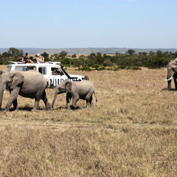 Comment faire pour préparer un safari découverte en Tanzanie ?