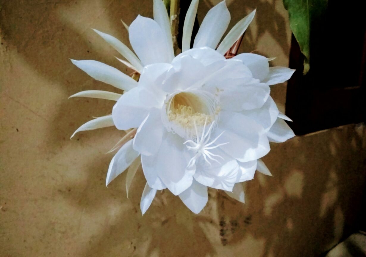 Epiphyllum Oxypetalum