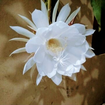 Epiphyllum Oxypetalum