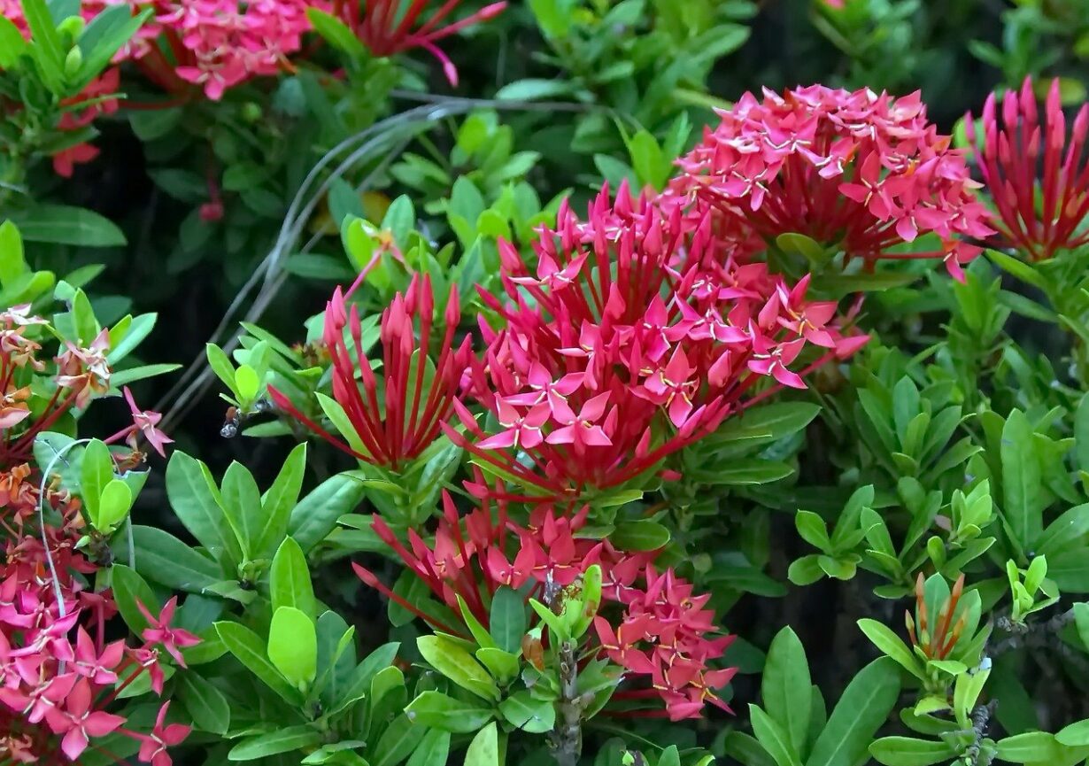 Ixora