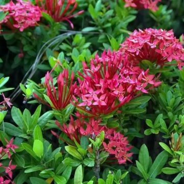 Ixora