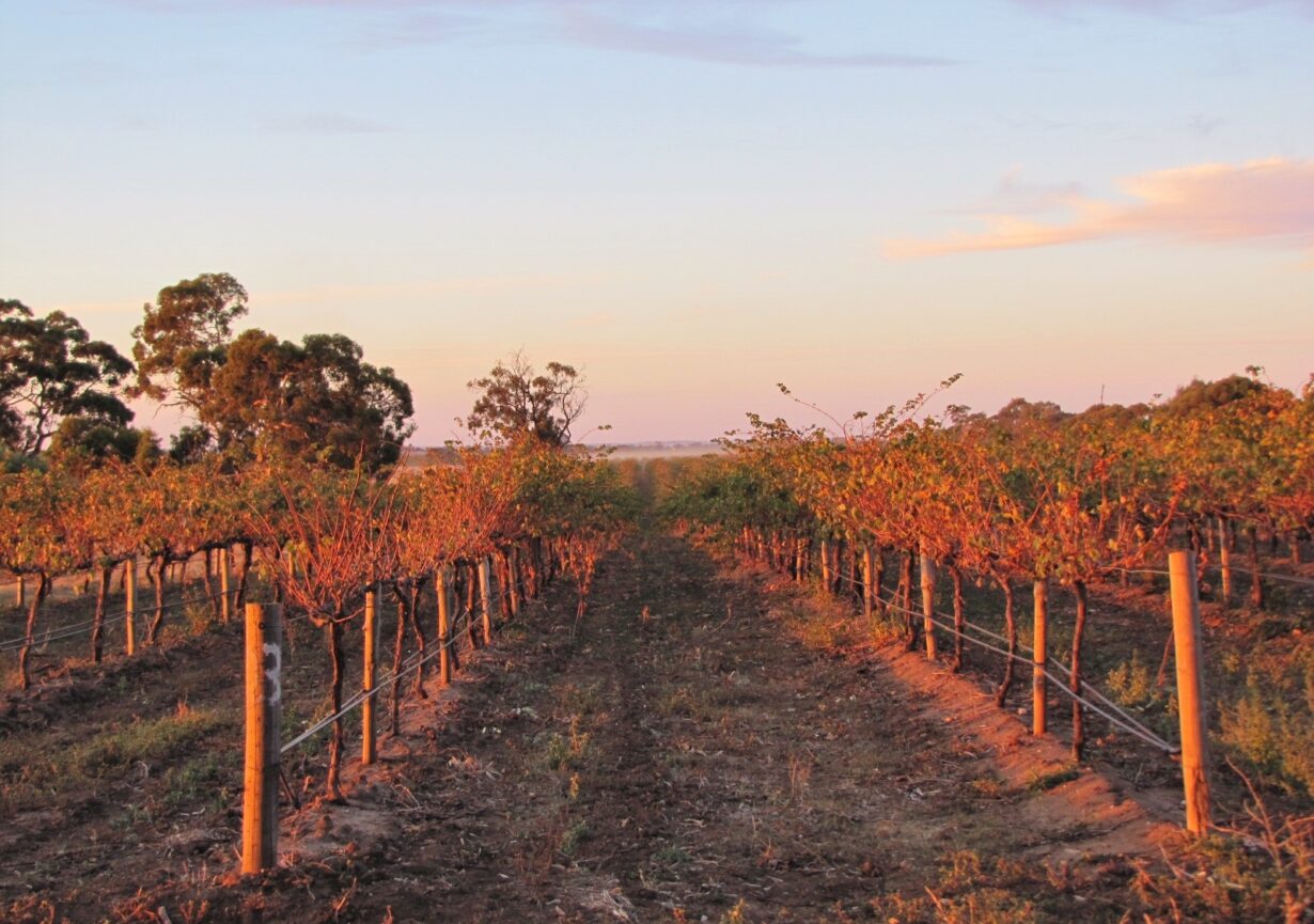 Vallée de la Barossa