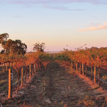 Vallée de la Barossa