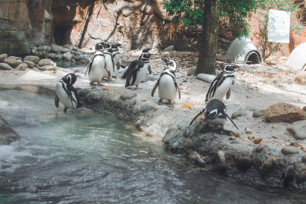 Zoo en Belgique