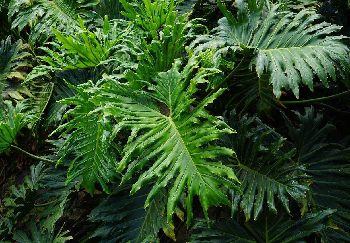 à feuille d'acacia