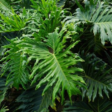 à feuille d'acacia