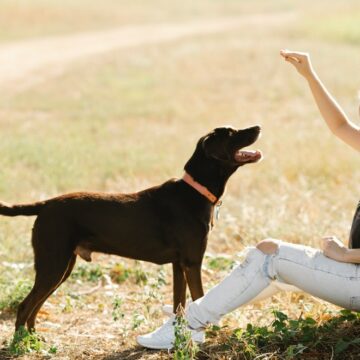 activité avec chien