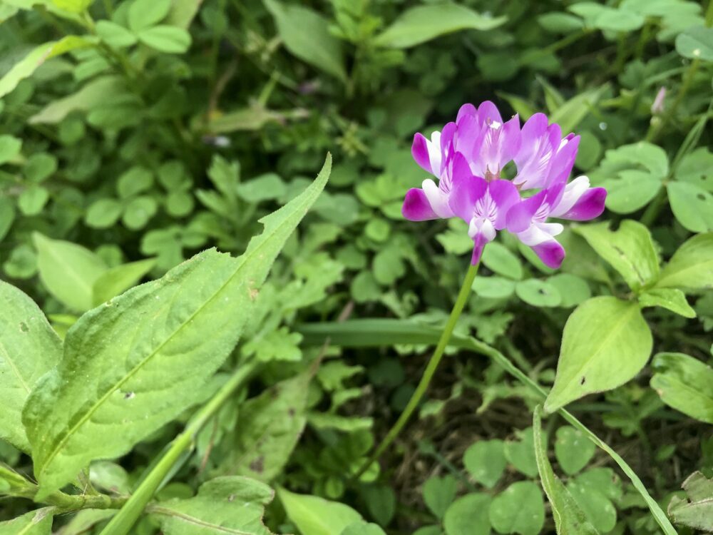 astragalus