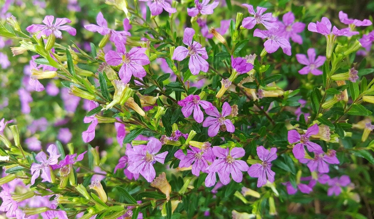 bruyère mexicaine