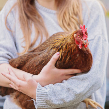 élever des poules