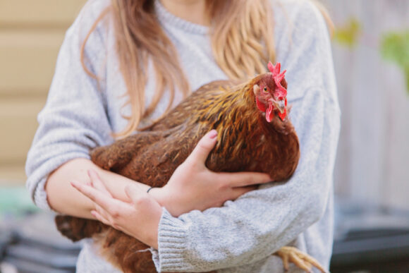 élever des poules