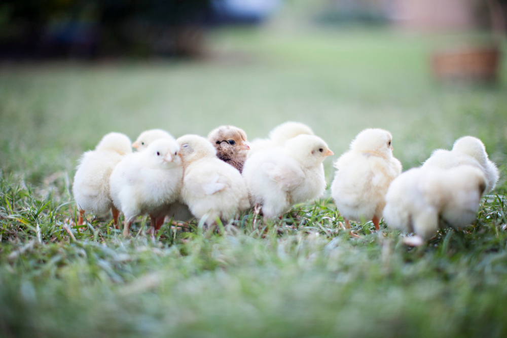 élever des poules en ville