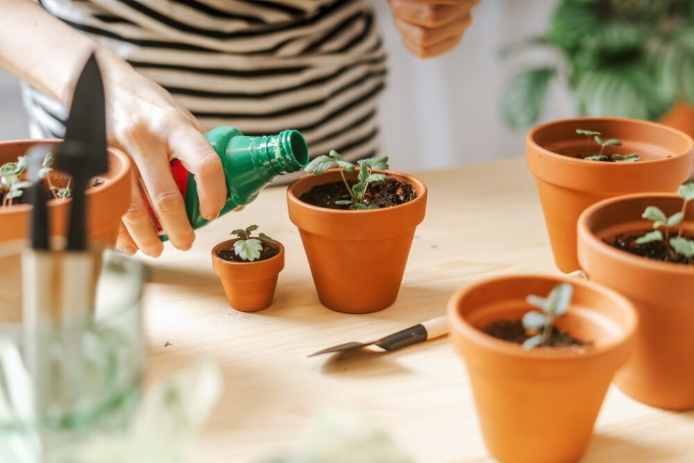 fertiliser une plante