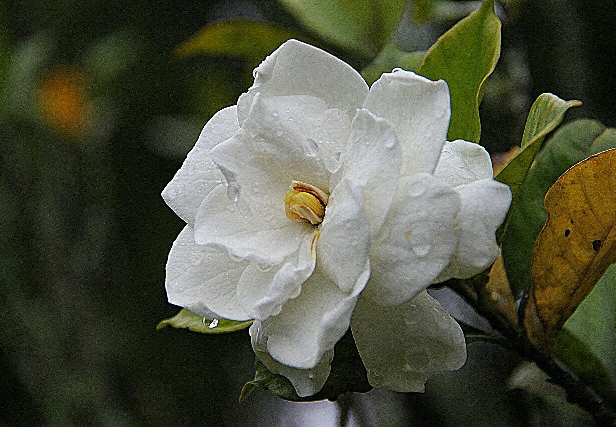 feuille de gardenia jaune