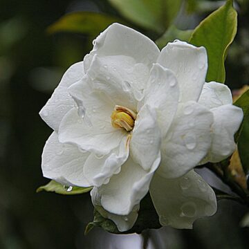 feuille de gardenia jaune