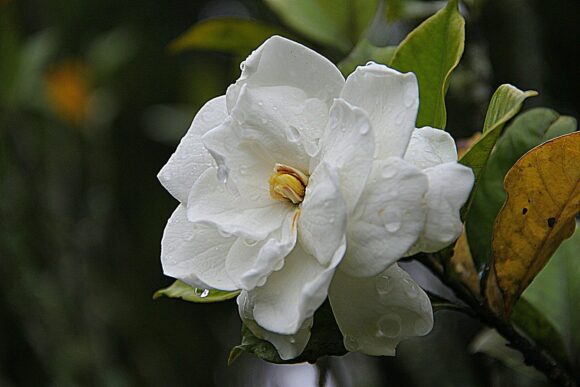 feuille de gardenia jaune