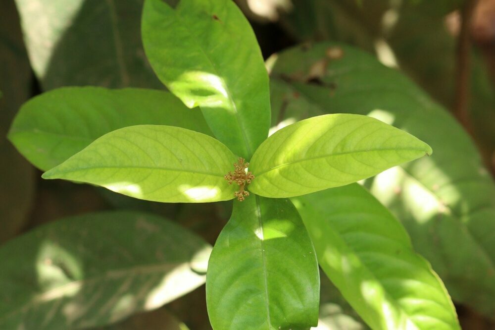 feuille d'ixora