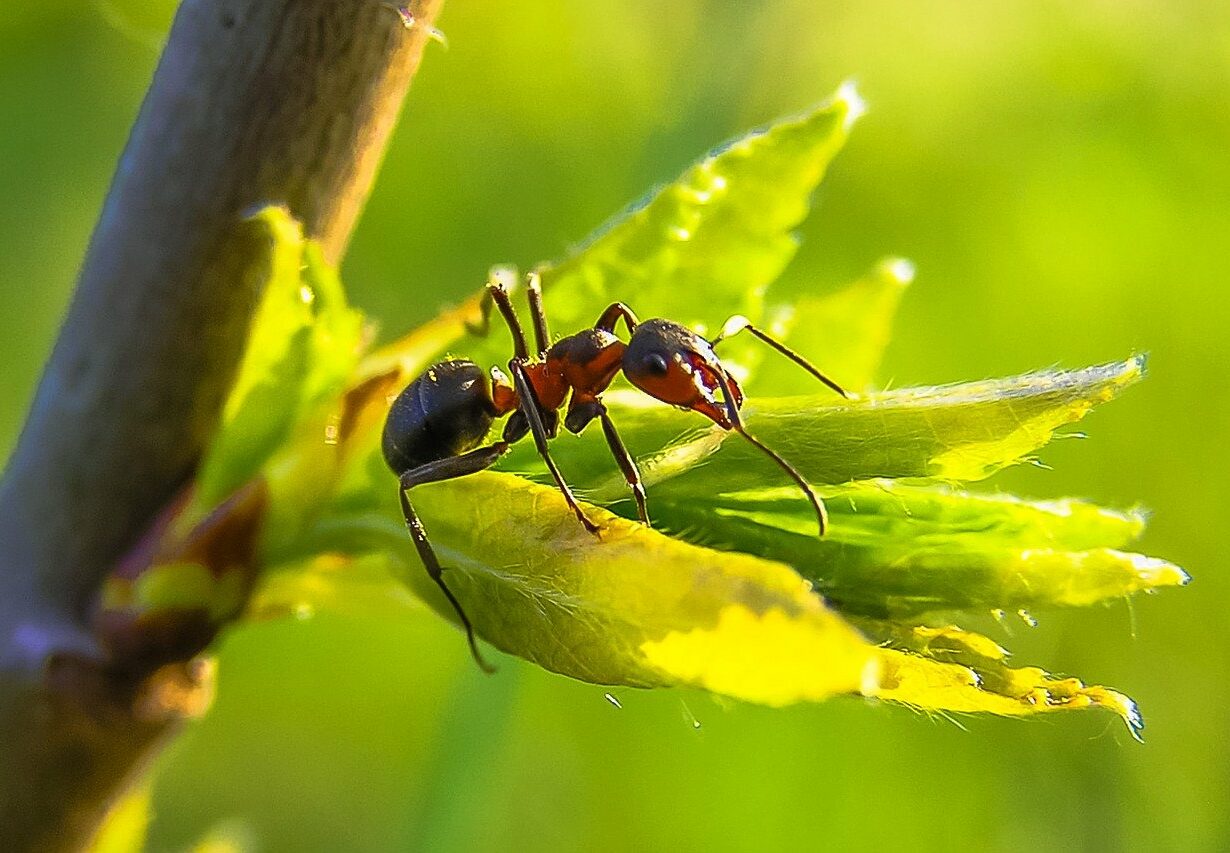 fourmis