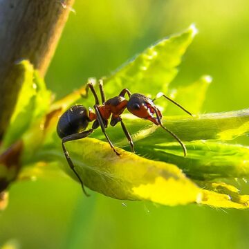 fourmis