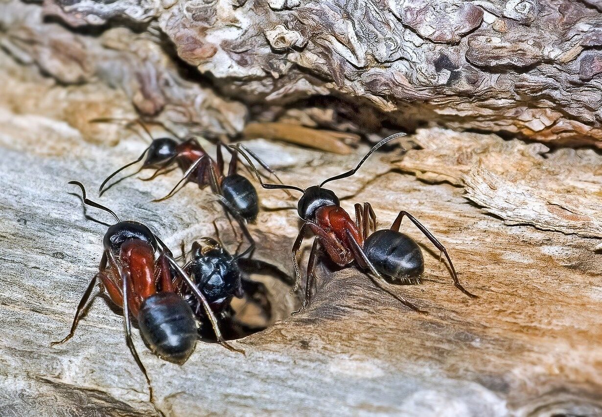 fourmis charpentières