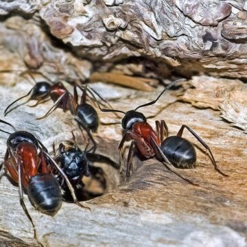 fourmis charpentières