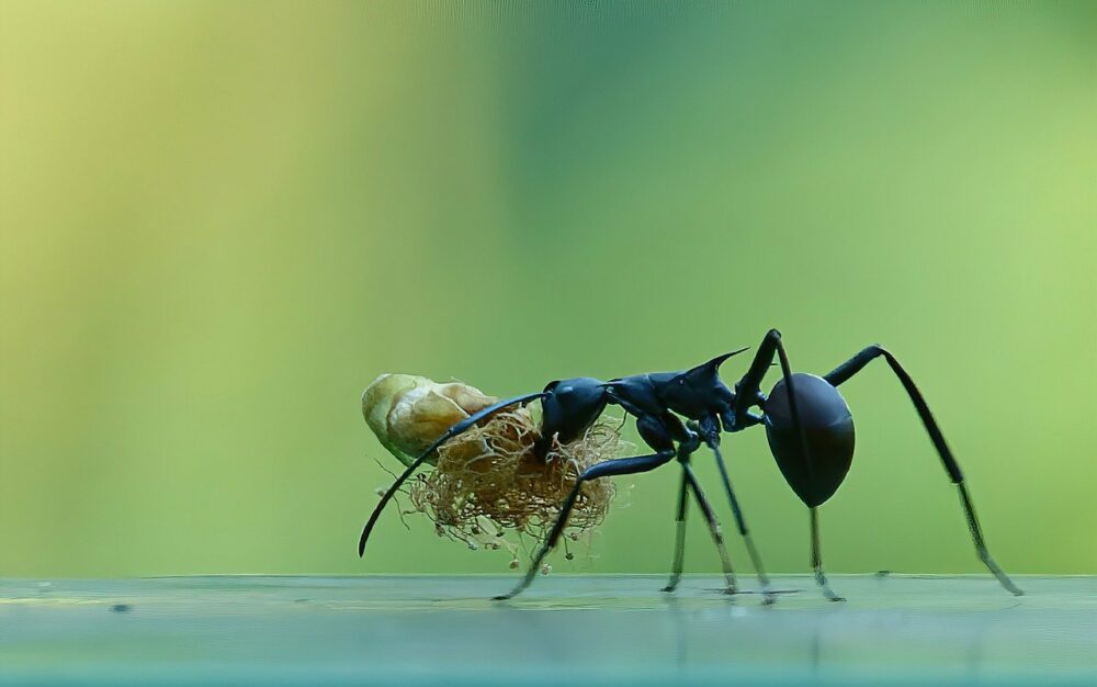 fourmis charpentières noire