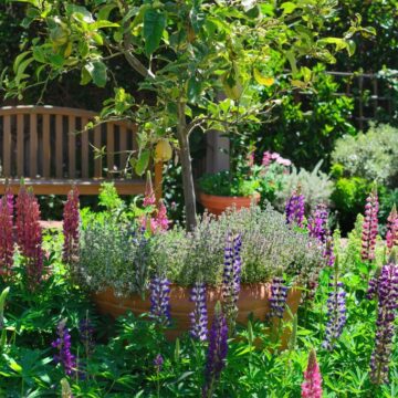 jardin avec des snapdragons