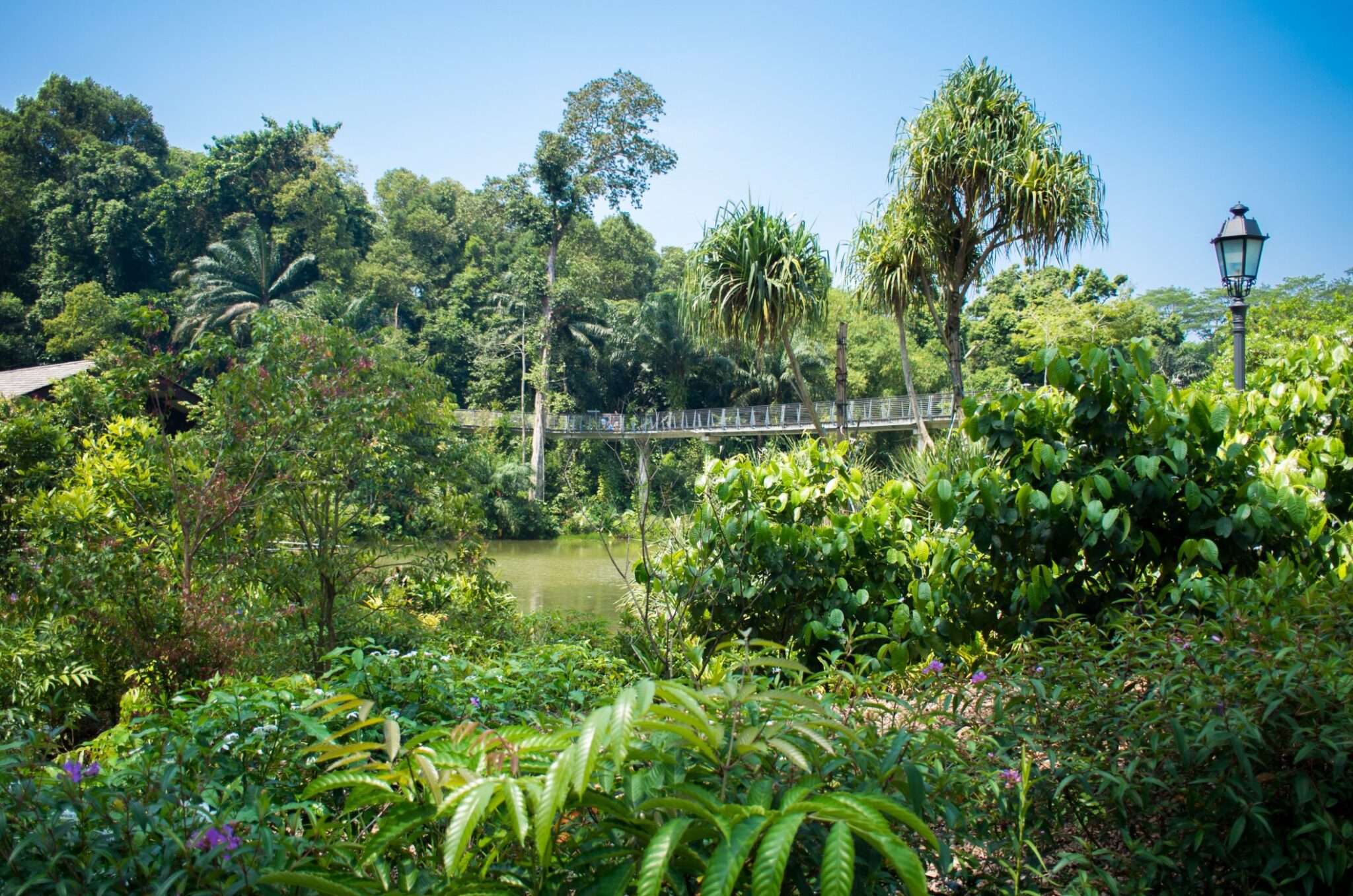 jardins botaniques de Singapour