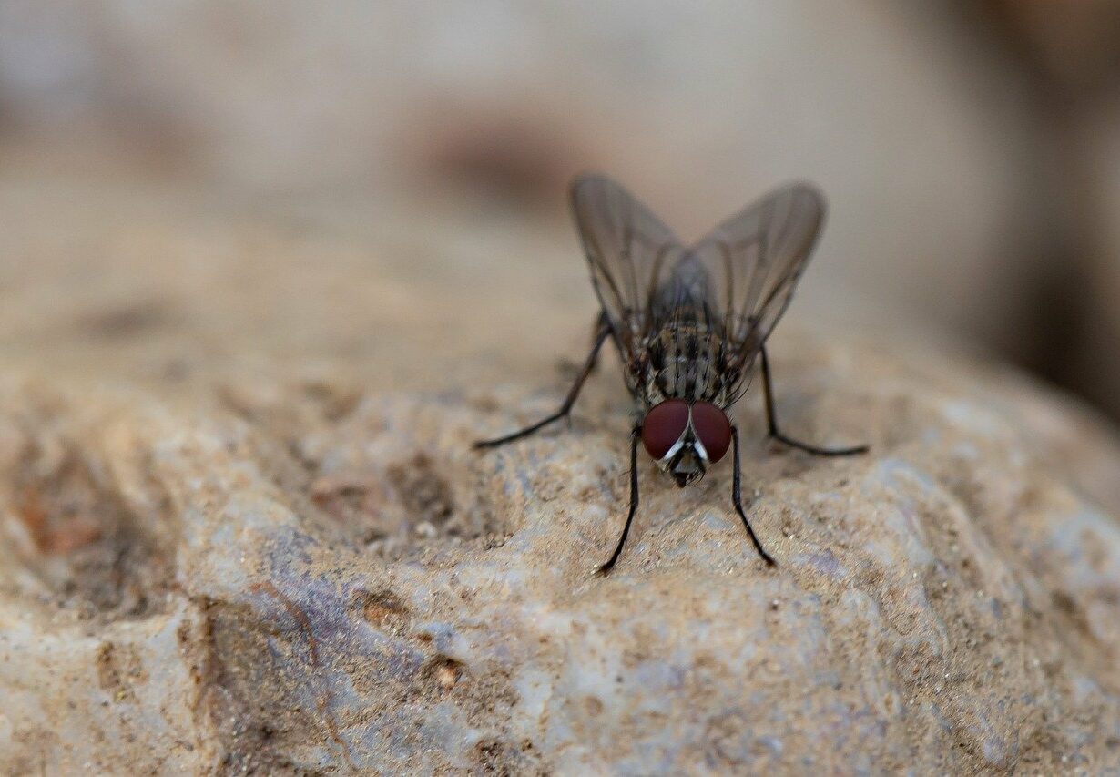 mouche domestique