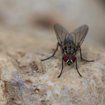 mouche domestique