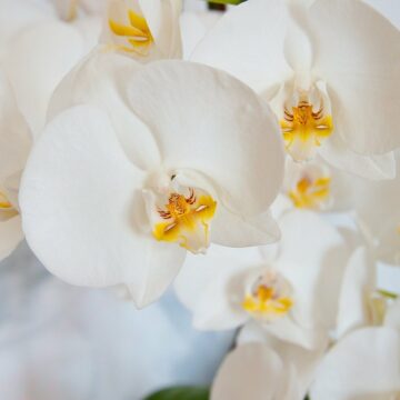 orchidées Phalaenopsis