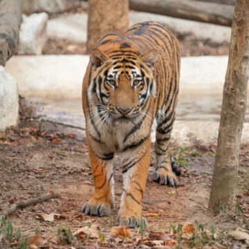 parcs zoologiques Belgique