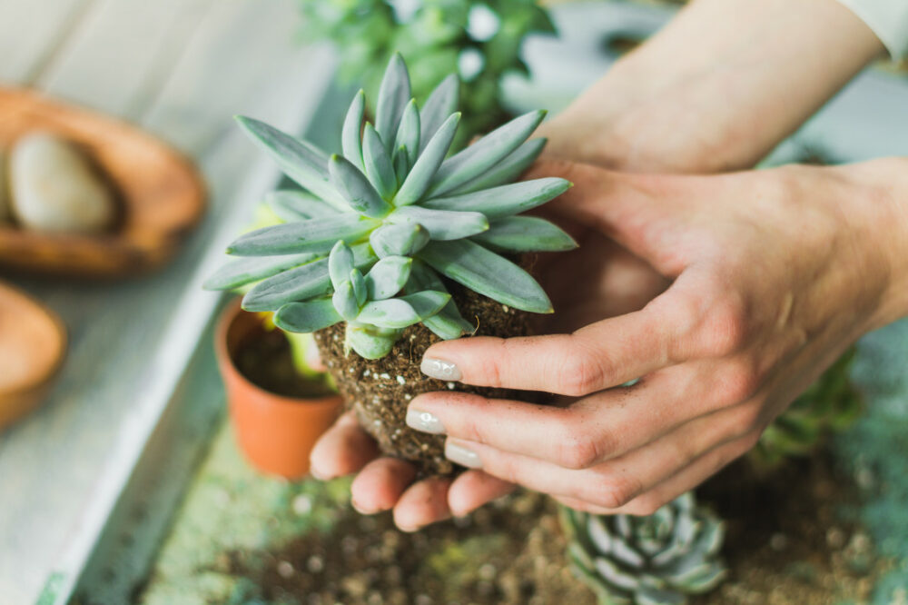 plante resistant à la secheresse