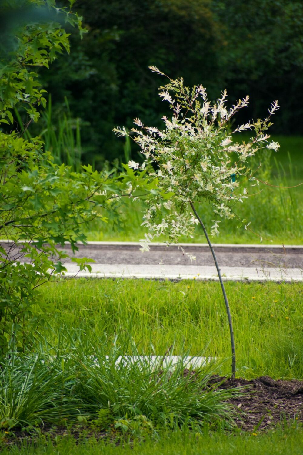 planter saule pommelé