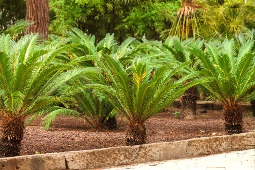 planter un palmier