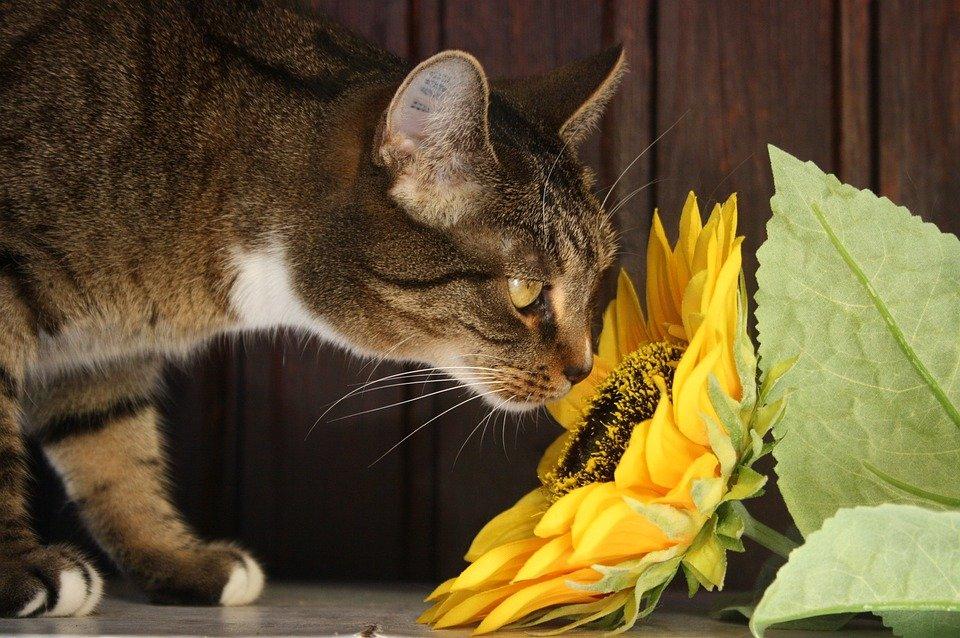 plantes chat