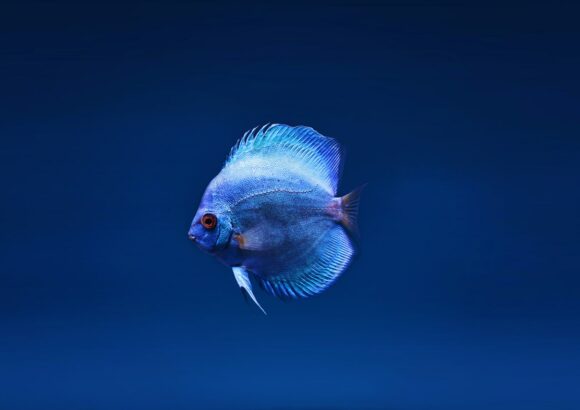 poissons volants poissons volants
