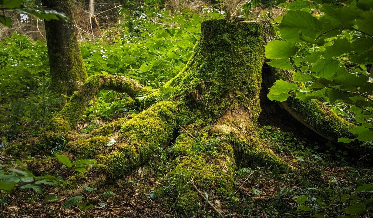 souche d'arbre