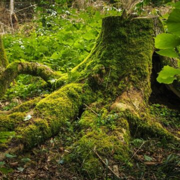 souche d'arbre