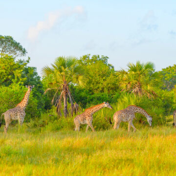 tanzania