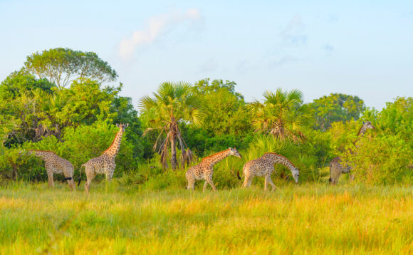 tanzania