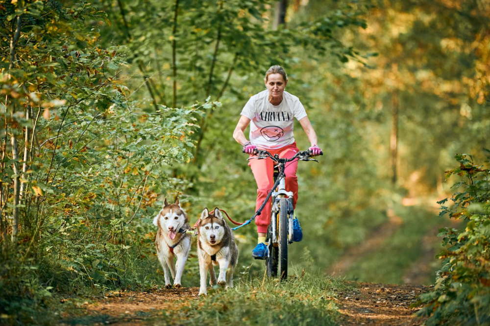 vélo avec chien