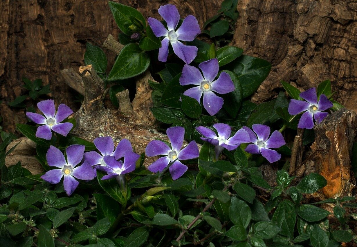 vigne Vinca