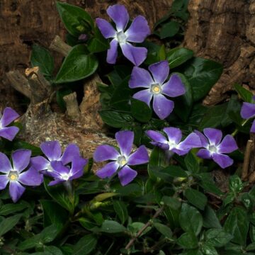 vigne Vinca