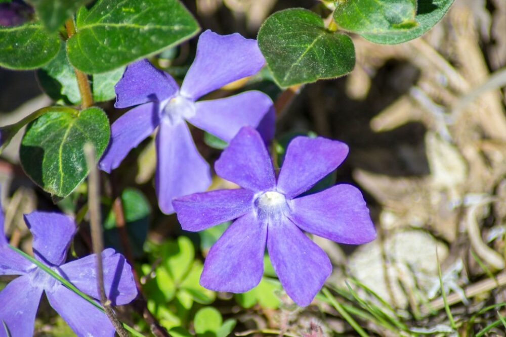 vinca minor